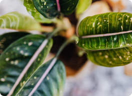 Aglaonema