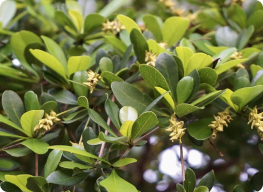 Bucida buceras