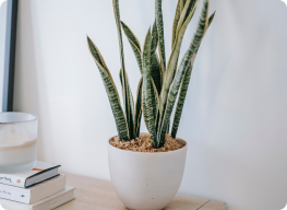 Dracaena