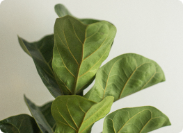 Ficus
