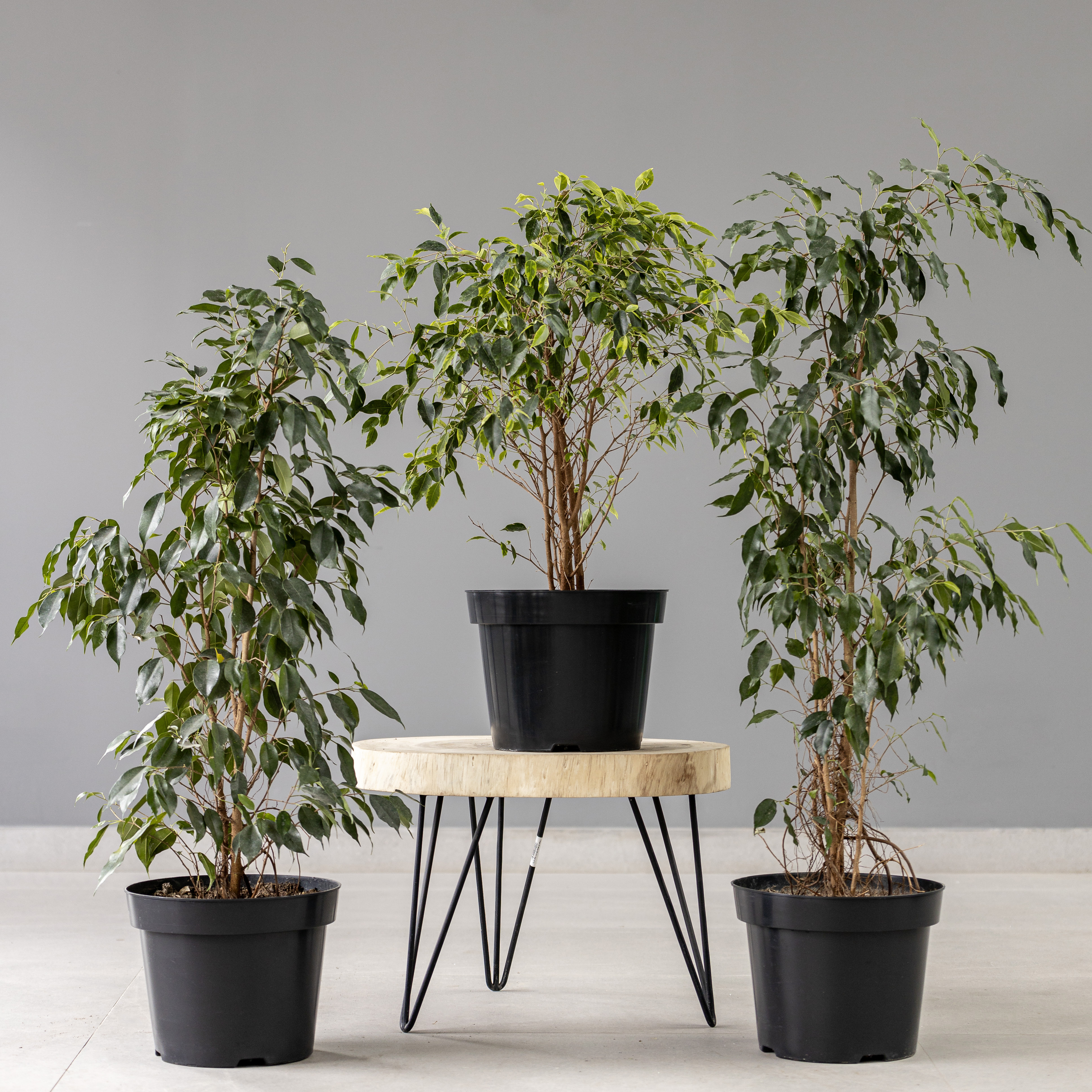 plants