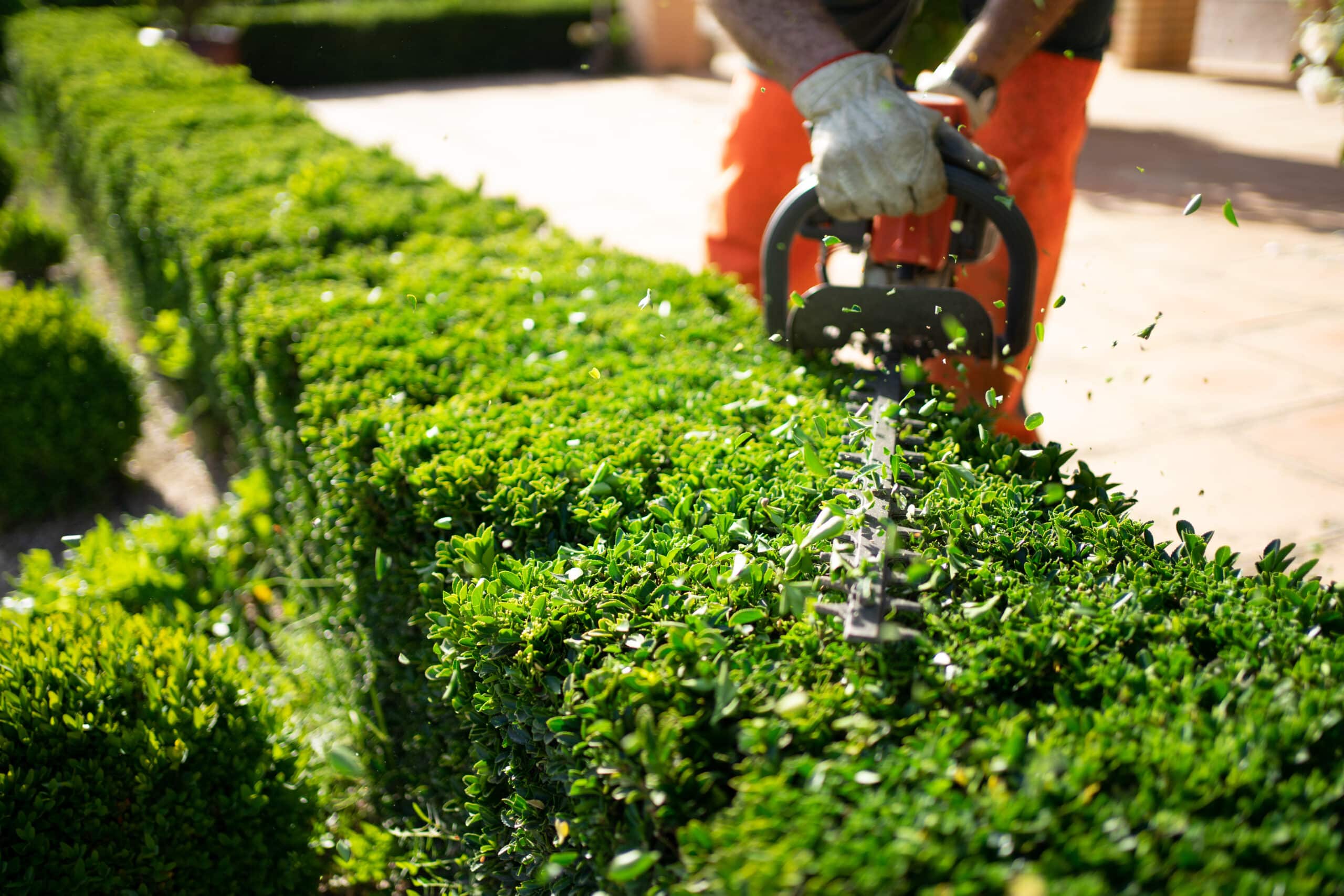 green_walls_inf_sec