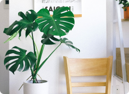 Monstera