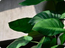 Philodendron