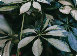 Schefflera