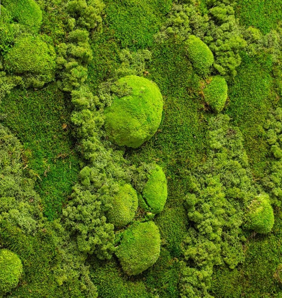 moss logo
