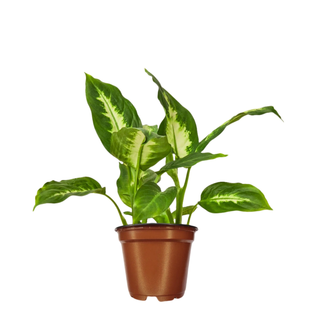 Dieffenbachia Camilla