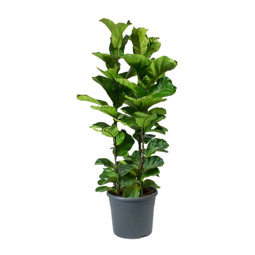Ficus Lyrata Bambino