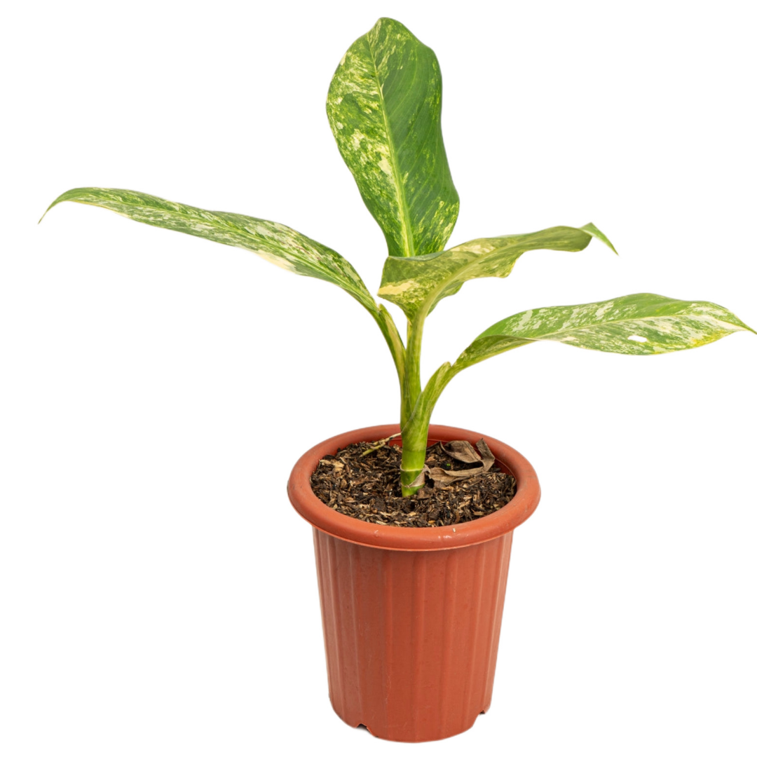 Dieffenbachia Yellow