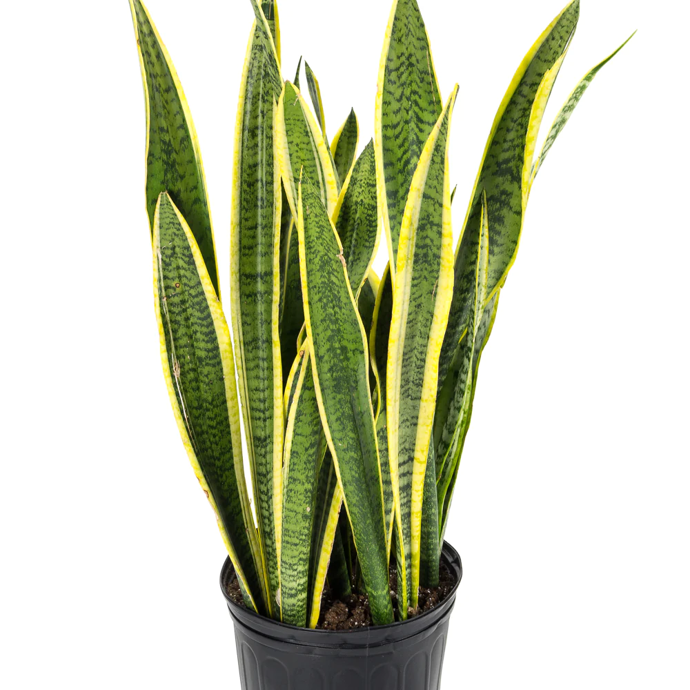 Sansevieria Laurentii Extravegetata Supe...