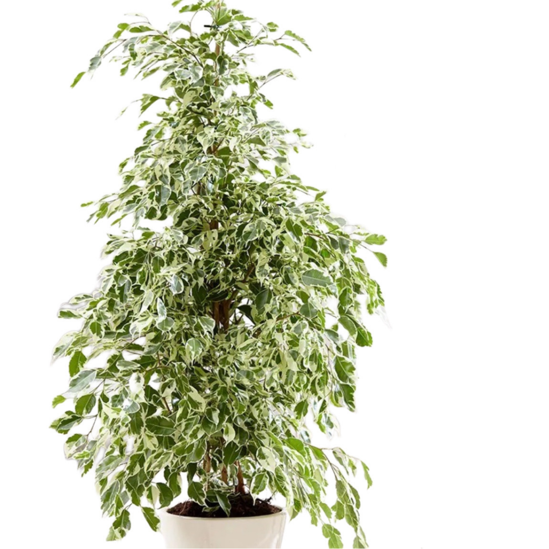 Ficus Twilight