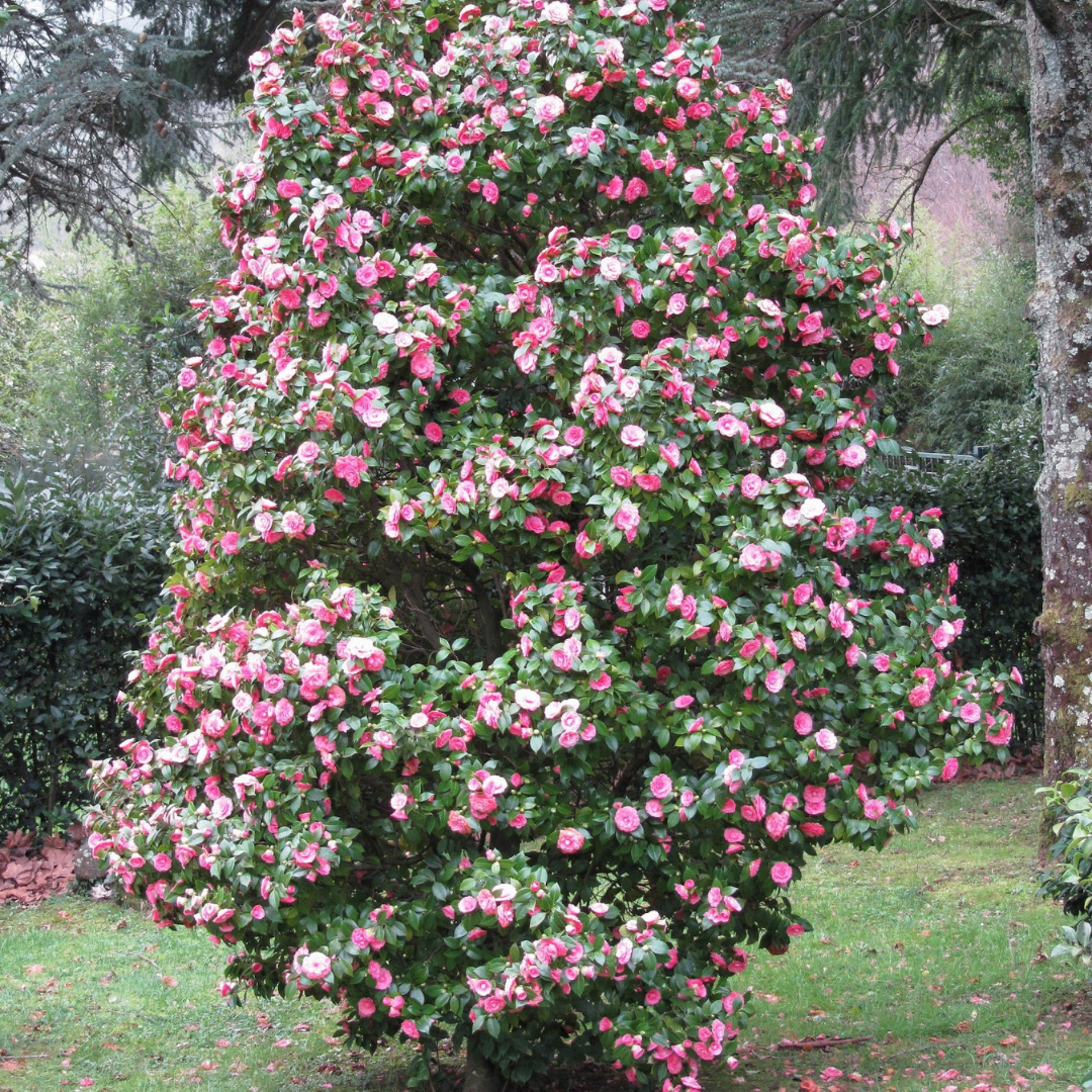 Camelia japonica