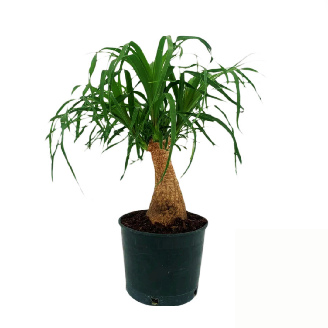 Beaucarnea