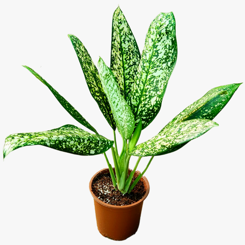 Dieffenbachia White