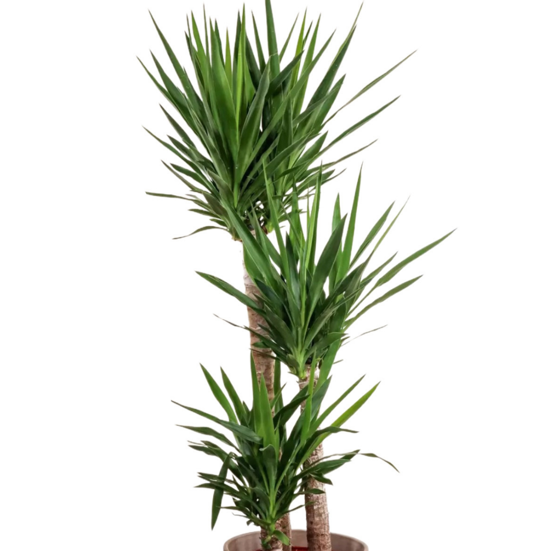 Yucca