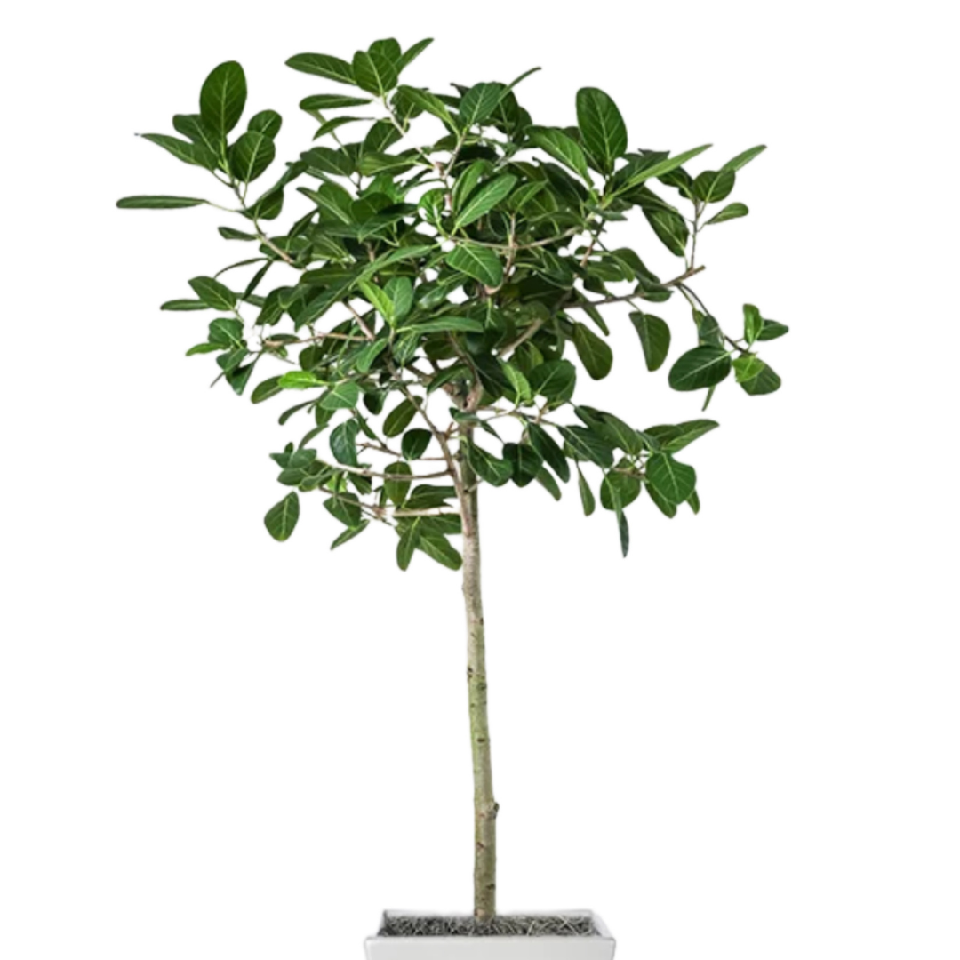 Ficus Audrey