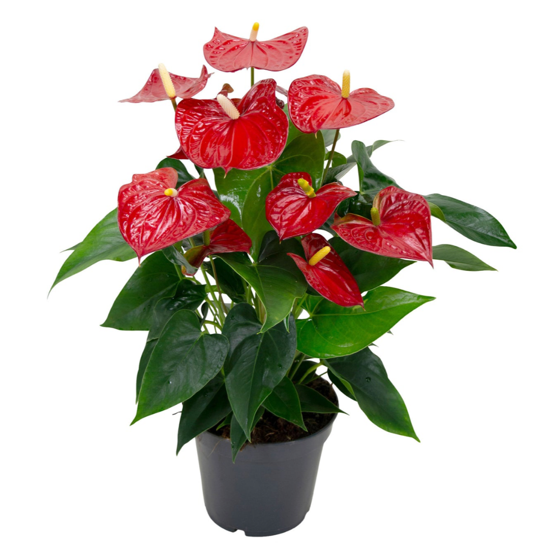 Anthurium Andreanum Rosa