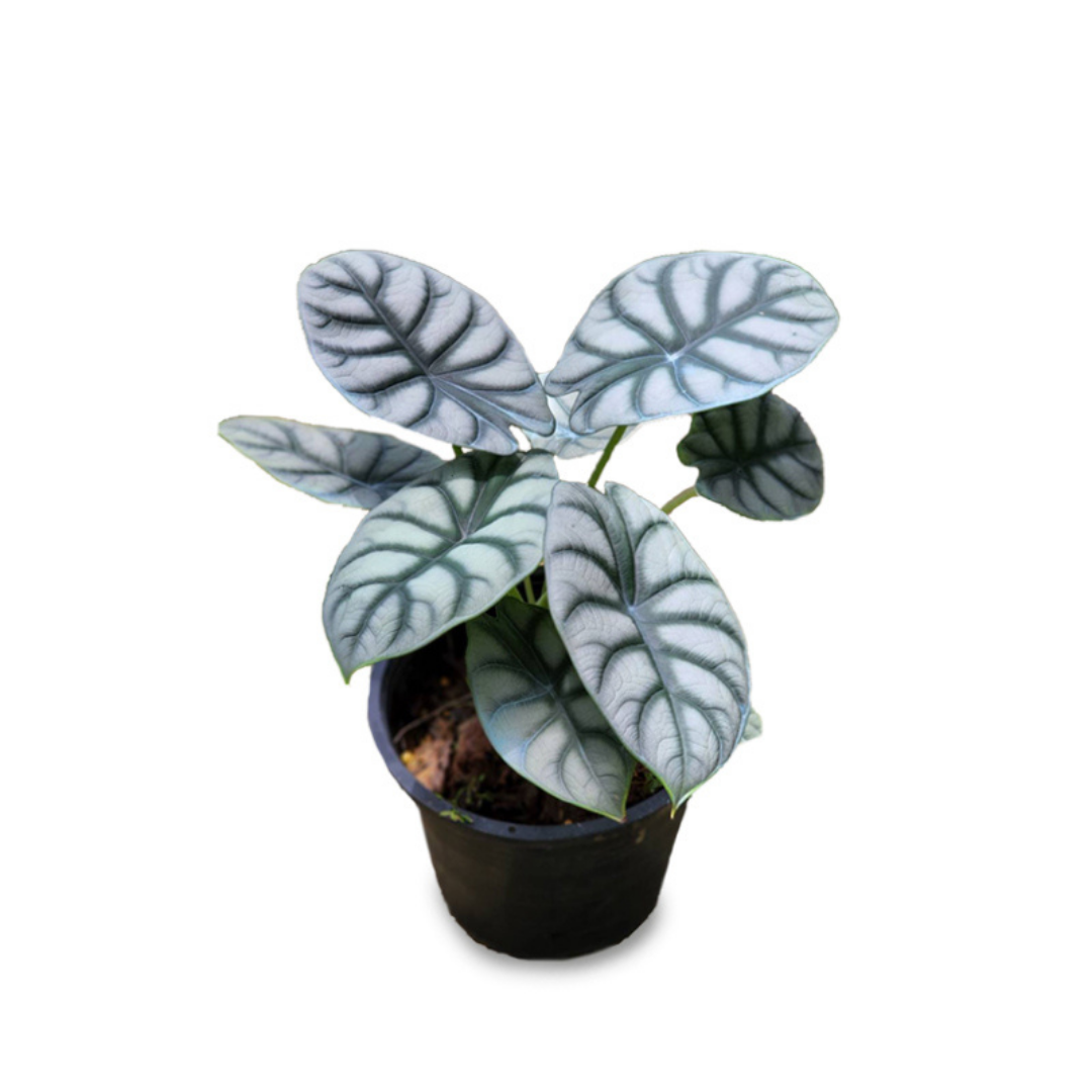 Alocasia S. Dragon