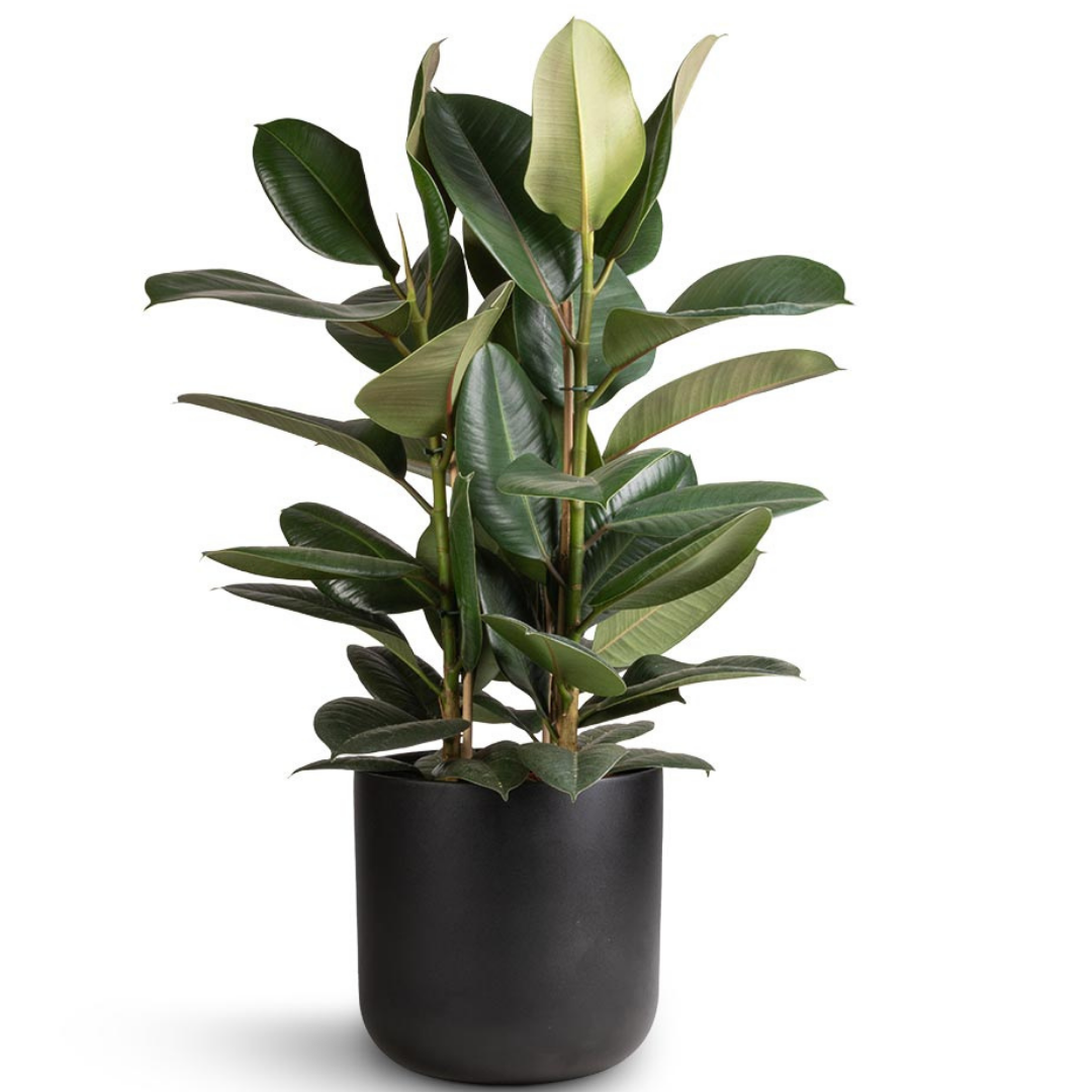 Ficus Robusta