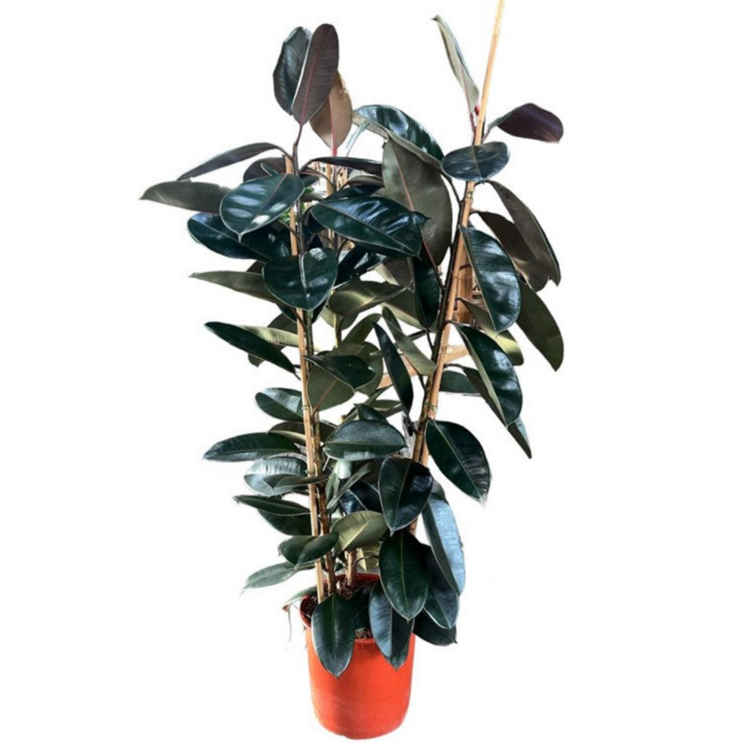 Ficus Abdjan
