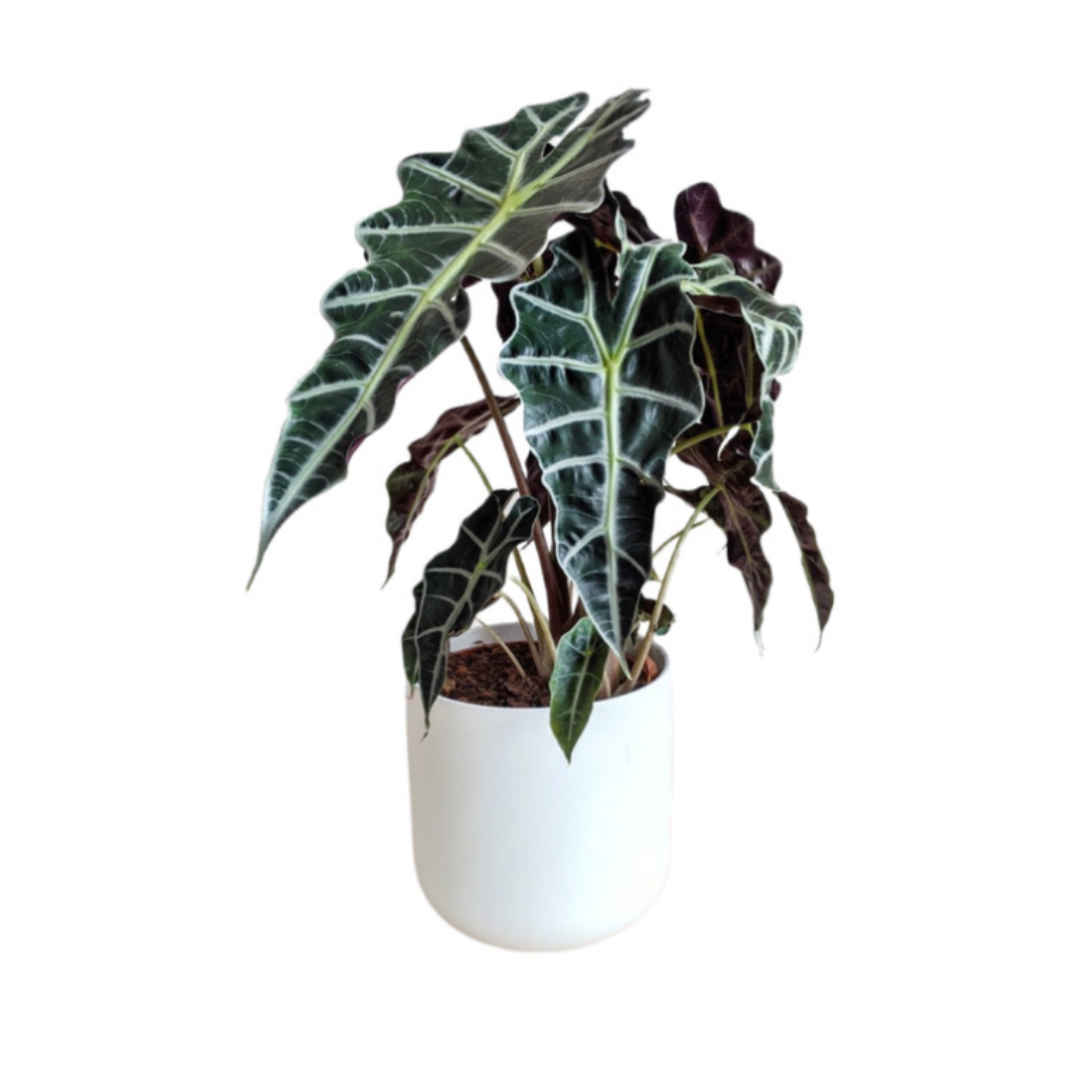 Alocasia  A. Polly