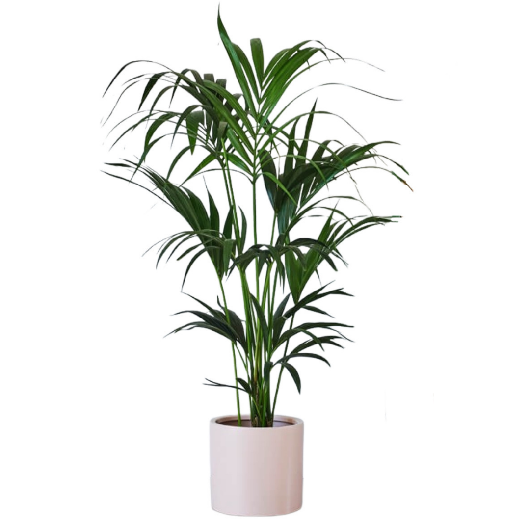 Kentia