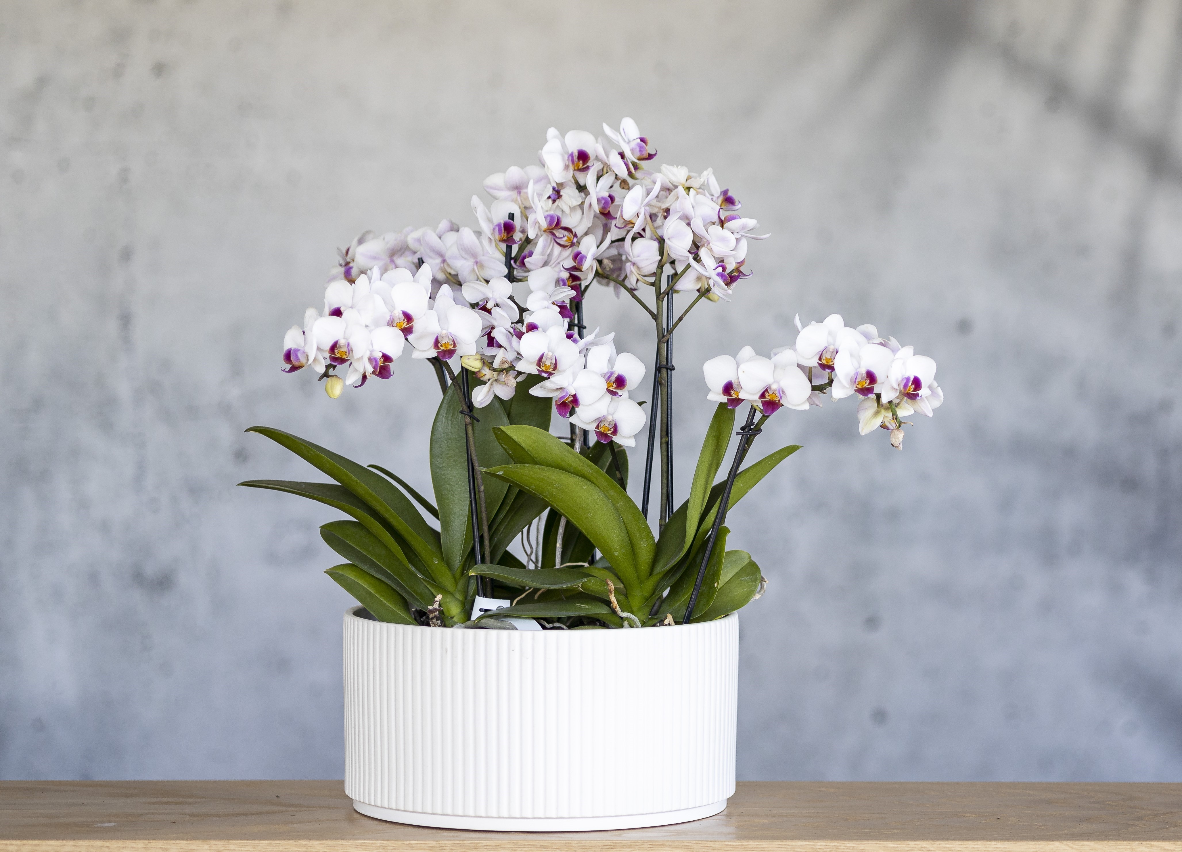 indoor plants