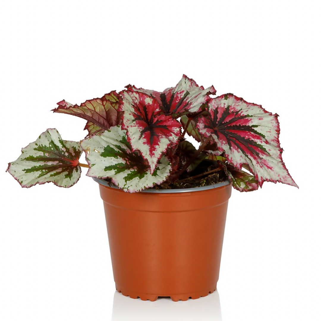 Begonia Beleaf
