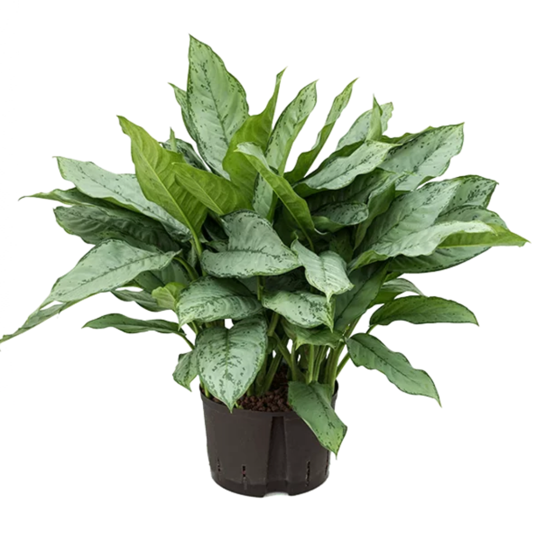 Aglaonema Freedman