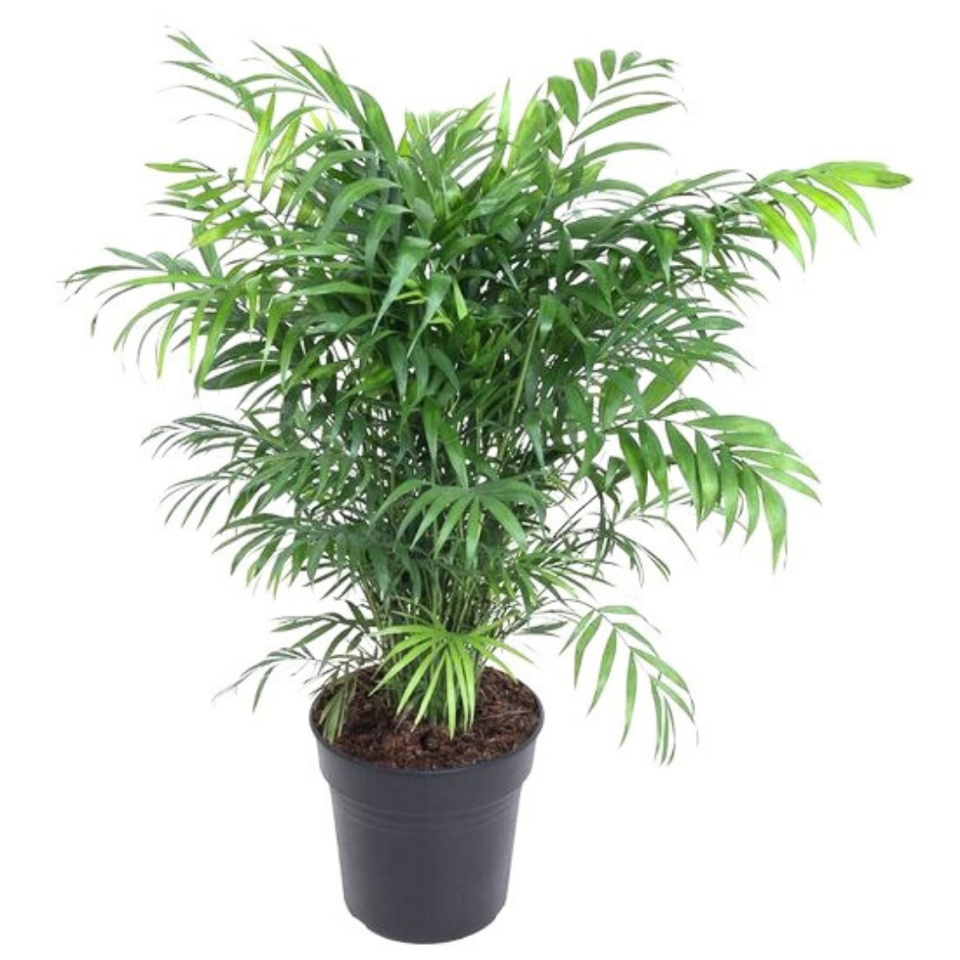 Chamaedorea