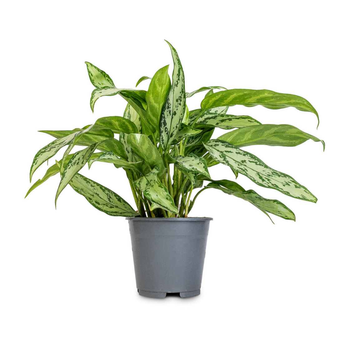 Aglaonema Silver Queen