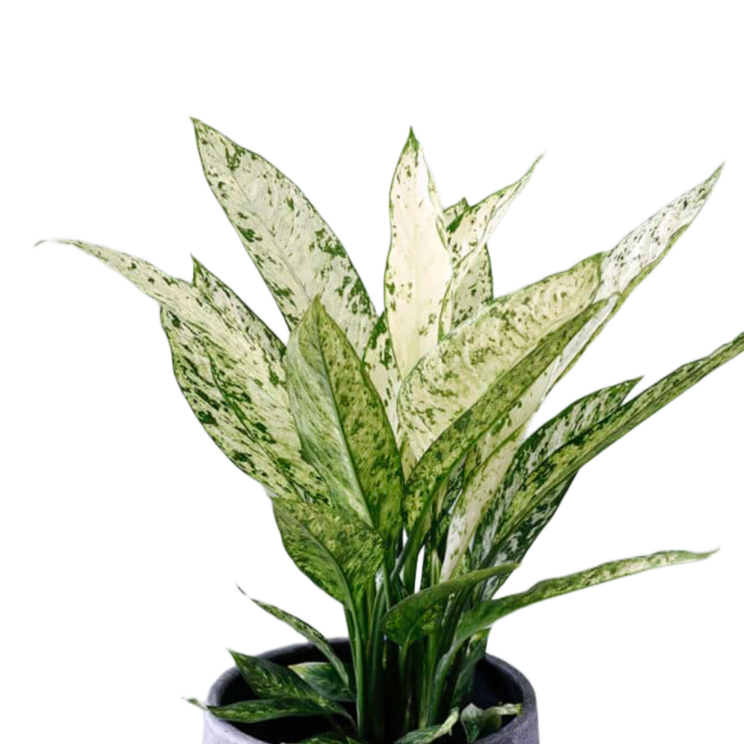 Dieffenbachia Vesuvio